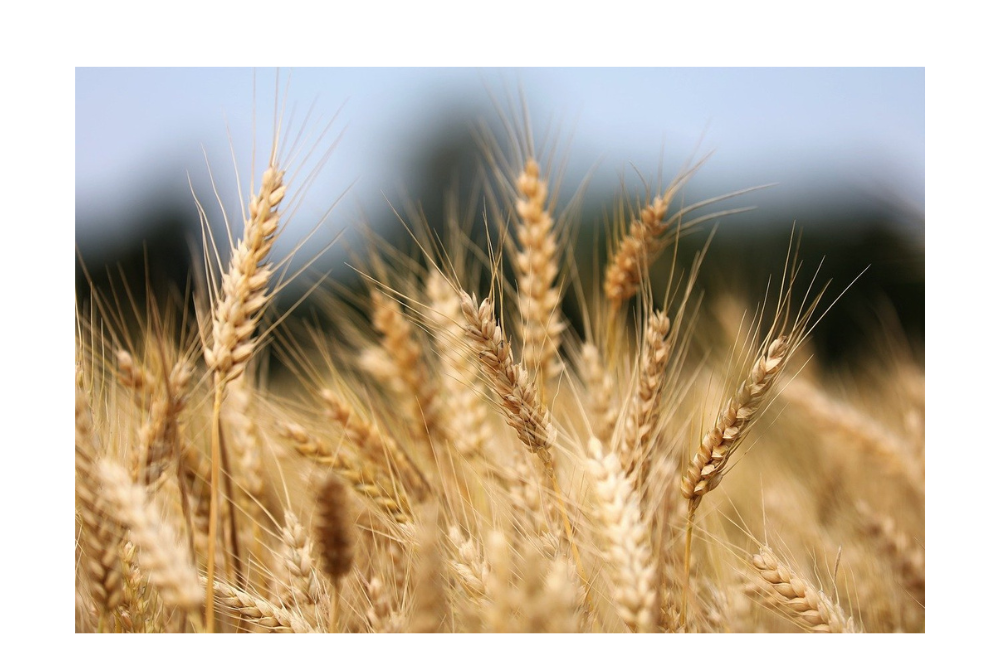 Tech Innovations Reshaping the Retail Landscape: AI Payments